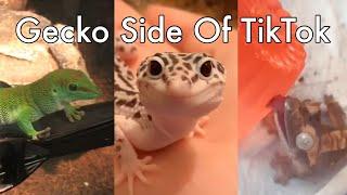 Gecko Side Of TikTok