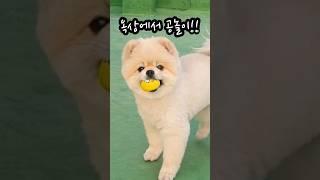 옥상에서 공놀이 #공놀이  #shorts  #공 좋아하는강아지