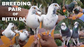 Madrasi Pigeons Breeding Pair of Bittu Da - Bauria , Howrah - 8961958382