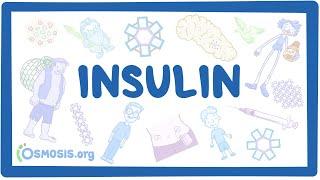 Insulins ~Pharmacology~