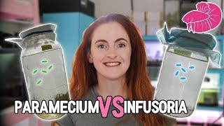 Paramecium VS. Infusoria - How to Culture and Which is Better? (Betta Fry Live Foods Comparison)