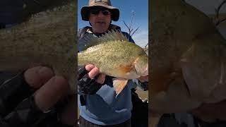 Golden Perch #catchandrelease #lurefishing #freshwaterfishing