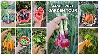 California Gardening April 2021 Garden Tour - Harvests, Gardening Tips & More!