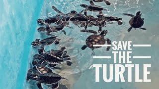 Please Help The Baby Turtles!! | Visit to Cherating Turtle Sanctuary, Pahang, Malaysia