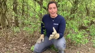 How to Identify And Remove Bush Honeysuckle