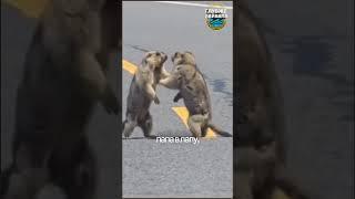 Шок. Сурки выясняют отношения на дороге