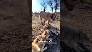 Алабайка НЕ СМОГЛА защитить ЩЕНКОВ