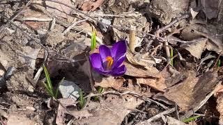 Crocus Flower Record - Bulbs for Fall Planting