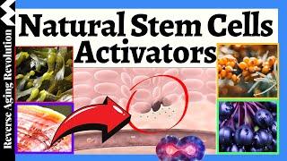 DEFYING AGING: Awake Your Natural Renewal Process with This Stem Cell Activator