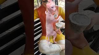 Cat Dance Vibes: Too Cute to Miss!"#DanceParty#GroovyCats#DanceChallenge#FunnyAnimal @thefunnykeeda