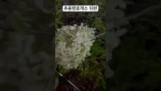 추풍령휴게소 뒤편