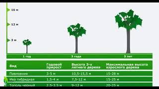 Вы часто спрашиваете что такое Павловния? Смотрите