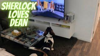 Sherlock the basset is obsessed with Dean the basset howling