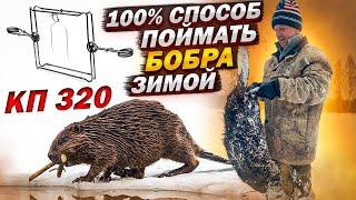 Как поймать бобра зимой, 100% способ