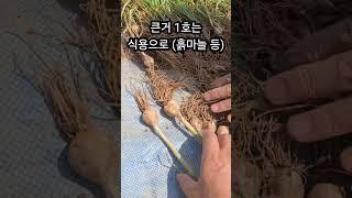 최상품 단양마늘 종구 해발530m 고지재배 & 한달간 말려 택배판매