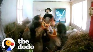 Bird Couple Makes The Most Amazing Home For Their Kids | The Dodo