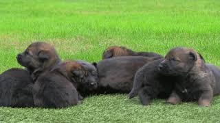 The Real Thing! German Shepherd puppies with genuine true black sable colors