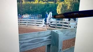 Tennessee Walking Horse - Online Lesson - Big Lick to Barefoot - Gaited Horse Training