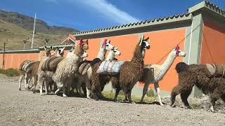 LA LLAMA, EL TRANSPORTE ANCESTRAL DE LOS INCAS