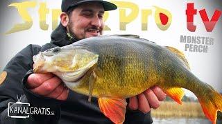 Strike Pro TV - Monster Perch Fishing in Shallow Water - with Albin Sharghi