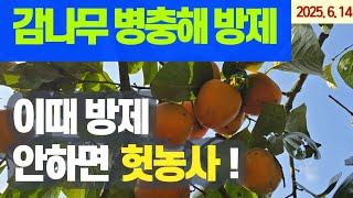 감나무 병충해 방제 - 빈발 병해충/방제시기/사용농약/둥근무늬낙엽병