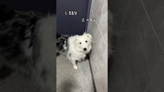 24시간 견주랑 함께하는 브로콜리