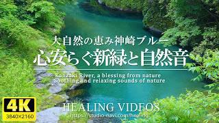 [Healing] Soothing fresh greenery and natural sounds (stream babbling and bird calls)