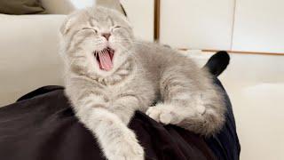 It's very dangerous to have a kitten climb on your belly before work!