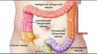 Тонкий и толстый кишечник. Нижний Этаж полости живота. Топография.