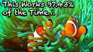 How To Host Clown Fish In A New Anemone