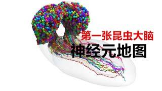 【今日科学】科学家完成了首张昆虫大脑神经元地图