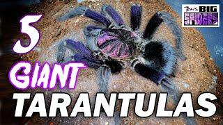 GIANT Tarantulas - The 5 Largest Ts in My Collection