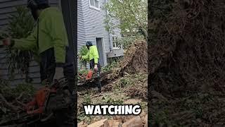 Tree fall on the neighbour house