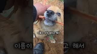비 좀 맞을테니까 예뻐해달라는 강아지 1탄 #dog #poordog #강아지 #shorts