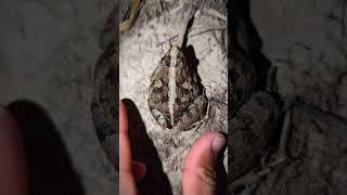 Cute frog make for fun | Funny of frog and toad | Jump funny | Fly funny | Animal funny