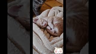 British Cat Is Shocked by the New Roommate #@niceforme