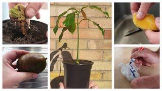 Grow a mango tree from seed #fruittrees #growfruit #gardening #mangotrees