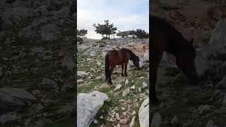 Adventure to find The Wild Horses of Biokovo Mountain  #shorts #horses