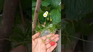 how to grow strawberry bigger please share #plants #strawberry #shorts