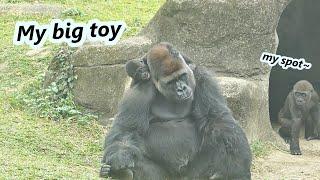 Gorilla dad D'jeeco is getting hard to handle two naughty sons. /大猩猩迪亞哥快要招架不住調皮的兒子