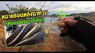 เข้าหมายช่อน หมายสวยๆ หลังน้ำท่วม!! ตีหนอนผิวน้ำได้ลุ้นกัดดีมาก!! - No sinker rig