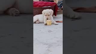 #short #video ,, dog 