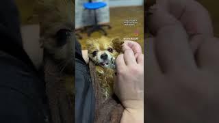 Боитесь стричь коготки? Мы подстрижем коготки вашим малышам без стресса.Также можно подпилить#шпиц