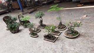 Những tiểu cảnh mini của bonsai bỏ túi.mini pẹnging