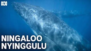 The global reach of whale song | Ningaloo Nyinggulu | ABC TV + iview