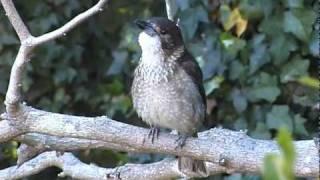 Butcherbird - 1