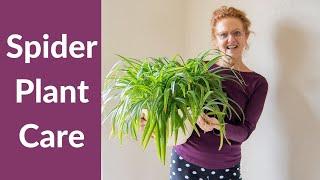 SPIDER PLANT CARE / JoyUsGarden