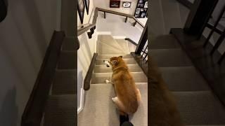 Playing Everyday with a Shiba Inu
