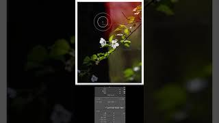 십이월의 사진보정 [ Contrast ] #라이트룸 #lightroom #꽃사진