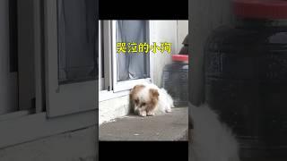 只因太想念自己主人，這只小狗終日以淚洗面。 #animals #cute #pets #dog #shorts